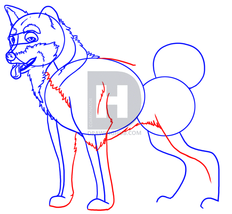 778x720 How To Draw An Akita, Step By Step, Drawing Guide, By Darkonator - Akita Sketch