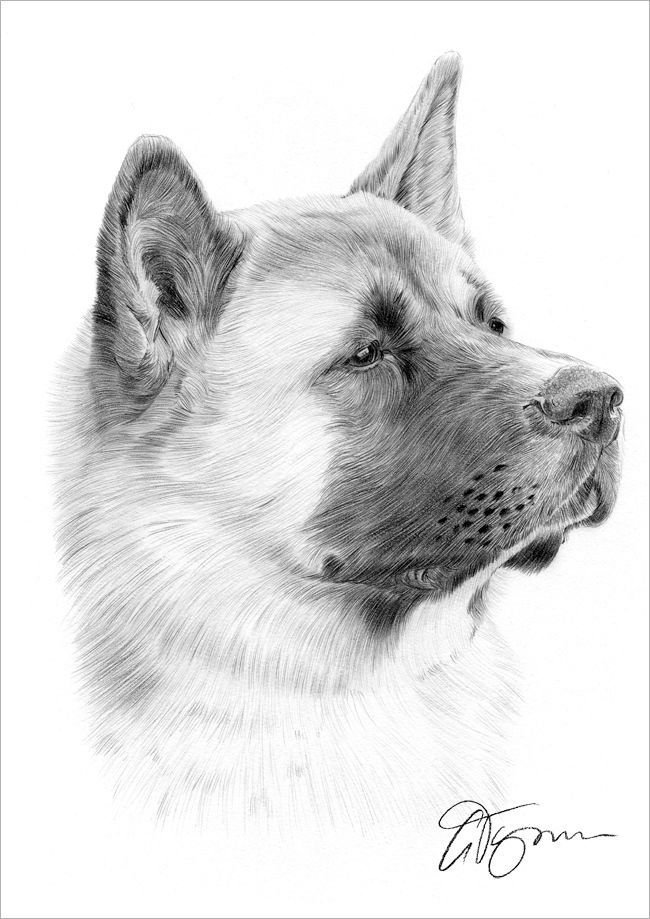 650x919 Japanese Akita Art Pencil Drawing Print A4 Signed By Artist - Akita Sketch