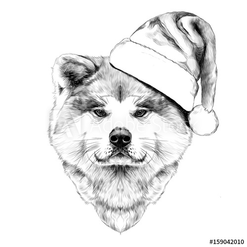 500x500 Muzzle Dog Breed Akita Inu In Santa Hat, Full Face Looking Forward - Akita Sketch