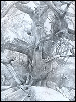 150x200 Bbc - Alan Lee Sketches