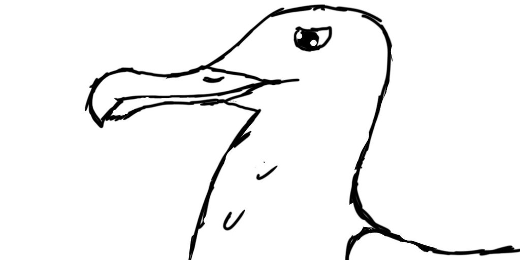 1024x512 Albatross Sketch By 5921003608 - Albatross Sketch