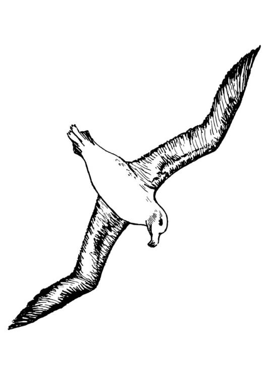 531x750 Coloring - Albatross Sketch