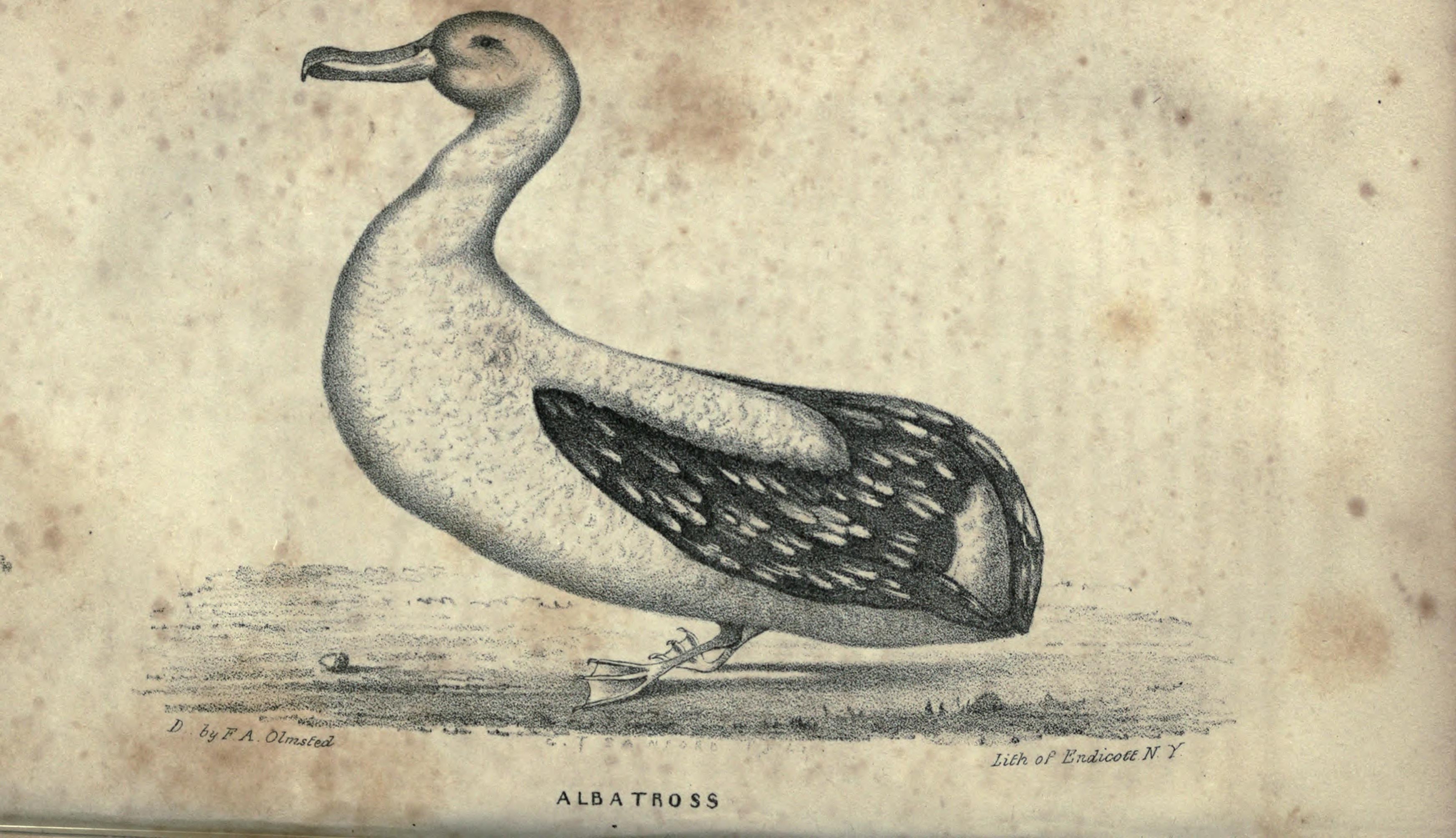 3490x2008 Filealbatross, Sketch By F. A. Olmstead, 1841.jpg - Albatross Sketch