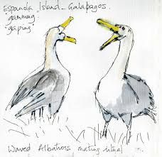 228x221 Image Result For Albatross Sketch Albatrosses - Albatross Sketch