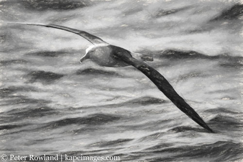 500x333 Kape Images - Albatross Sketch