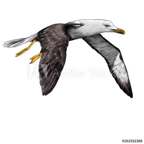 500x500 Seagull Albatross Bird In Flight With Open Wings Sketch Vector - Albatross Sketch