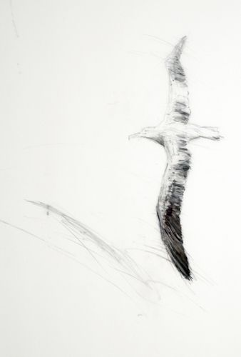 338x500 Albatross Drawing - Albatross Sketch