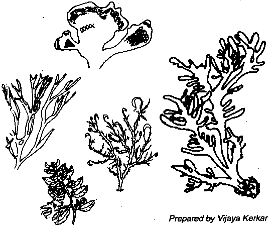 540x450 Drawn Seaweed Ocean Algae - Algae Sketch