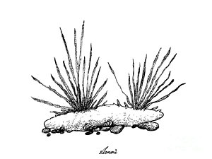 300x225 Green Algae Drawings Fine Art America - Algae Sketch