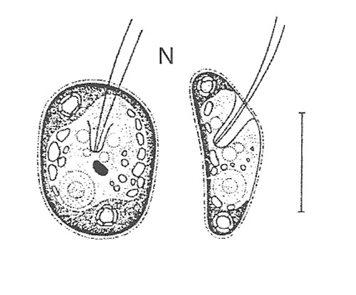 500x414 Phycokey - Algae Sketch