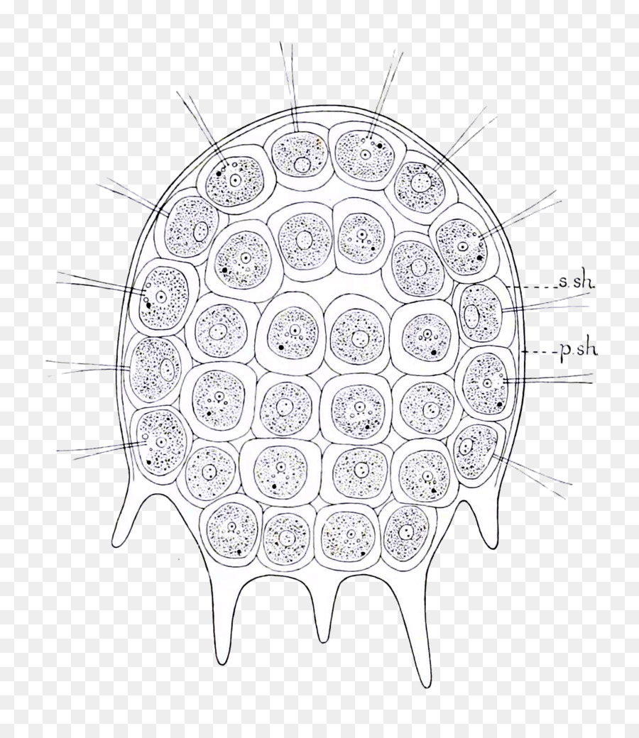 900x1040 Product Design Visual Arts M02csf Drawing - Algae Sketch