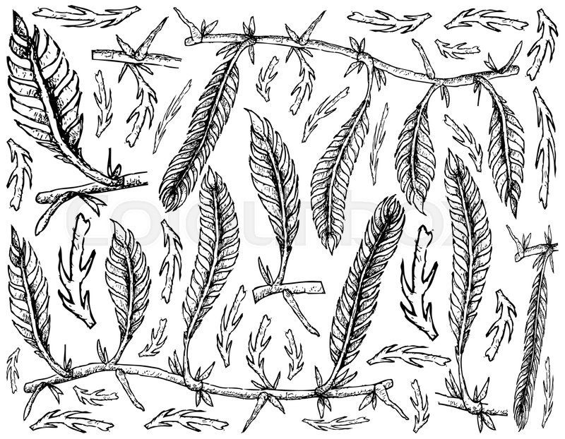 800x622 Sea Vegetables, Illustration Background Of Hand Drawn Sketch - Algae Sketch