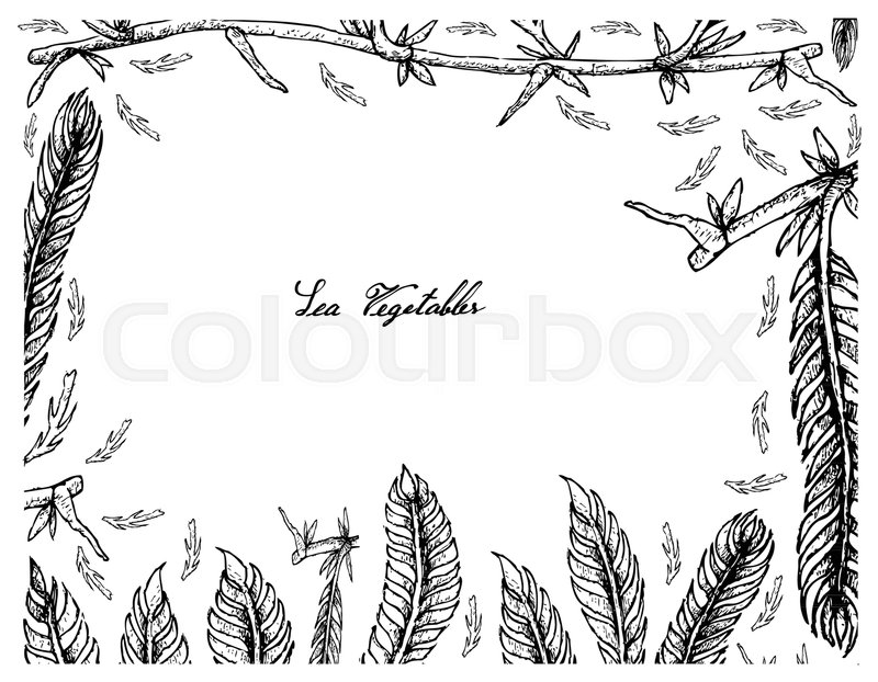 800x622 Sea Vegetables, Illustration Frame Of Hand Drawn Sketch Killer - Algae Sketch