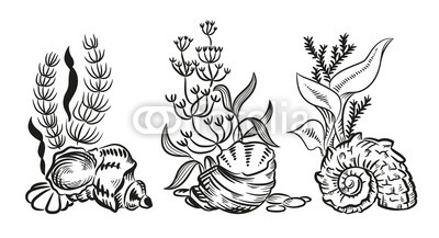 400x217 Sea Shells Algae Hand Drawn Sketch Style Illustration Isolated On - Algae Sketch