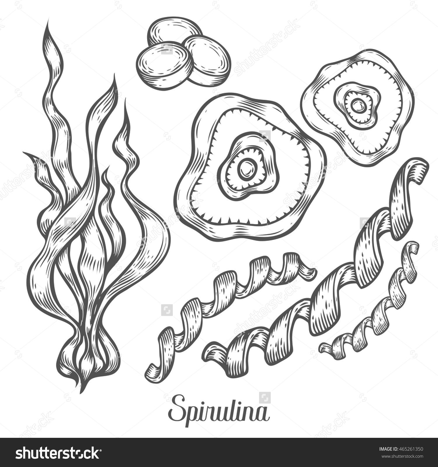 1500x1600 Spirulina Superfood Organic Healthy Dietary Supplement. Hand Drawn - Algae Sketch