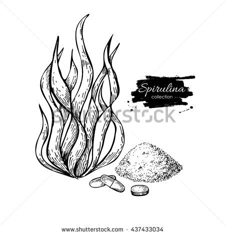 450x470 Spirulina Seaweed Powder Hand Drawn Vector. Isolated Spirulina - Algae Sketch