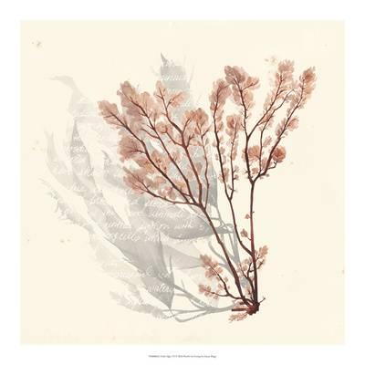 400x400 Vivid Algae Vi Art Print By Grace Popp - Algae Sketch