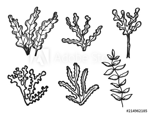 500x385 Algae Isolated Objects Vintage Sketch. On A White Background - Algae Sketch