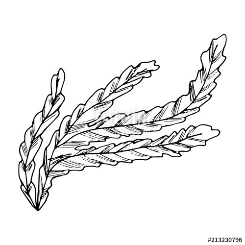 500x500 Algae Sketch. Marine Plants Stock Image And Royalty Free Vector - Algae Sketch