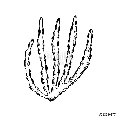 500x500 Algae Sketch. Marine Plants Vector Isolated Stock Image And - Algae Sketch