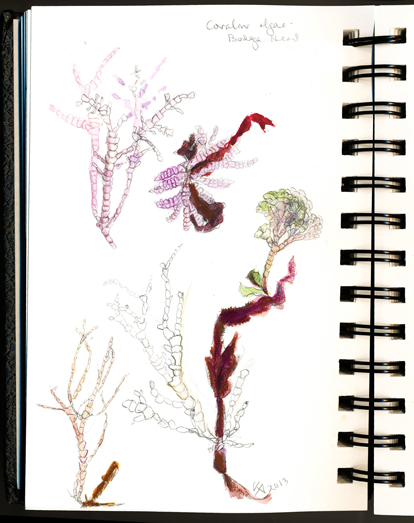 414x523 Coralline Algae Krista Anandakuttan - Algae Sketch
