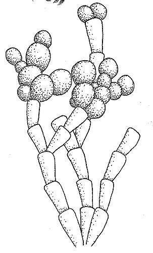 303x500 Sketch For Large Algae Diagram Doug Mcnamara - Algae Sketch