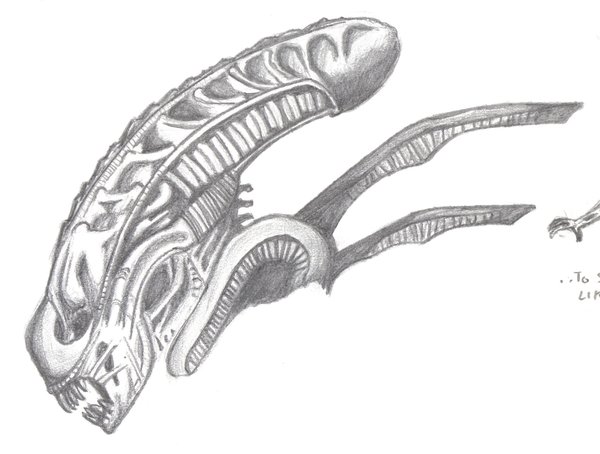 600x454 Alien Head Sketch By Trezoo - Alien Head Sketch