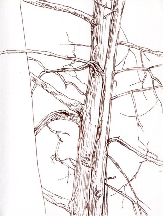 545x720 Orange Explains It All Tree Sketches - All Sketches