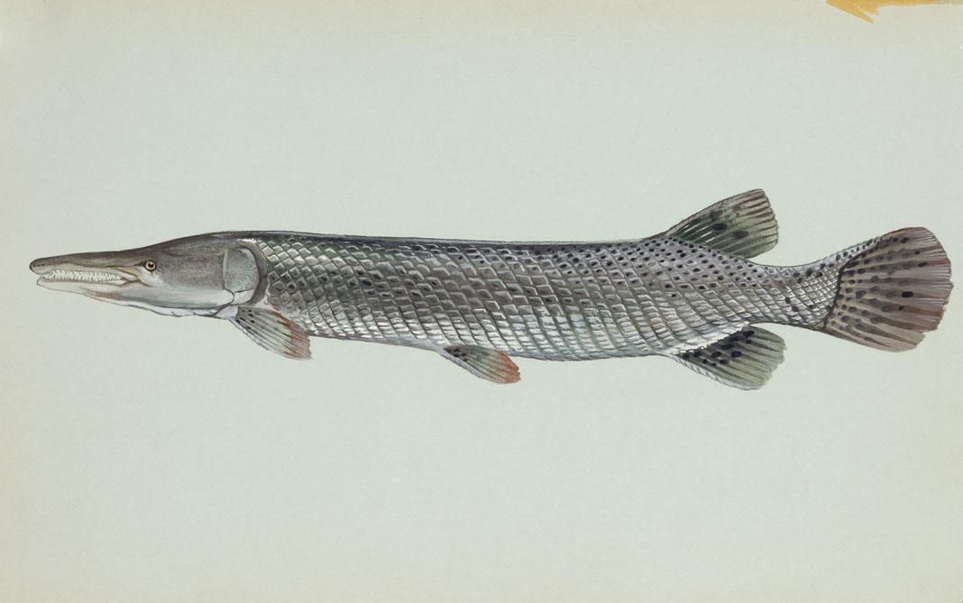 1068x669 Filealligator Gar Fish.jpg - Alligator Sketch