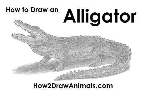 500x315 How To Draw An Alligator - Alligator Sketch