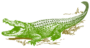 300x160 Okeechobee Alligator Hunt - Alligator Sketch
