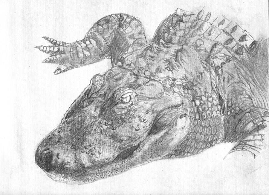 900x653 Original Alligator Pencll Sketch Drawing By Shannon Ivins - Alligator Sketch