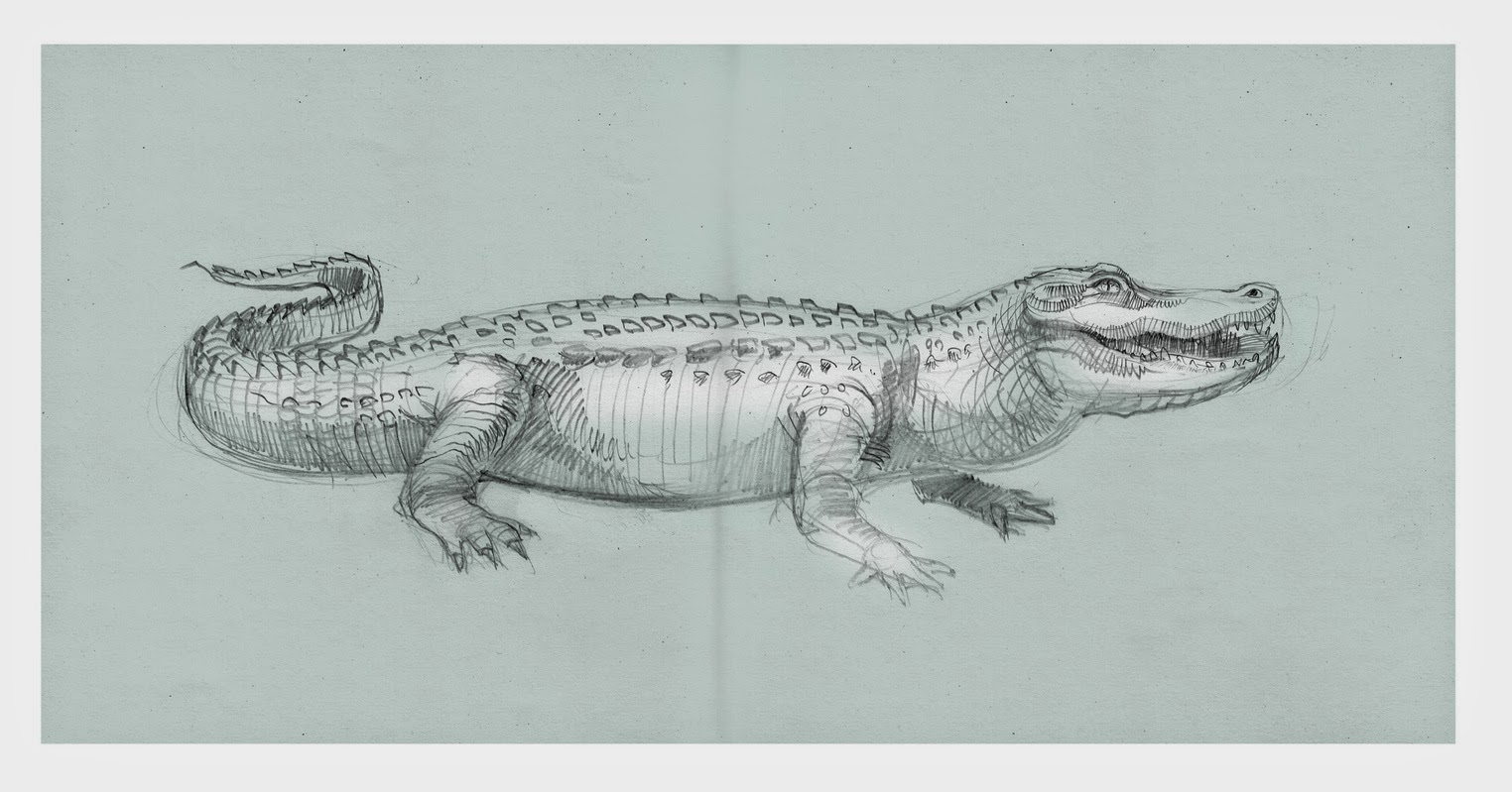 1524x799 Sketching Of An Alligator - Alligator Sketch