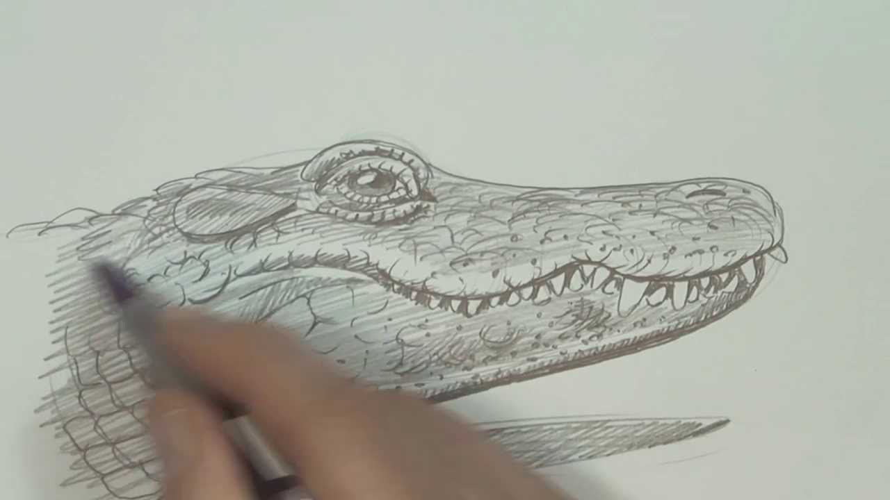 1280x720 Speed Video, Alligator Drawing - Alligator Sketch