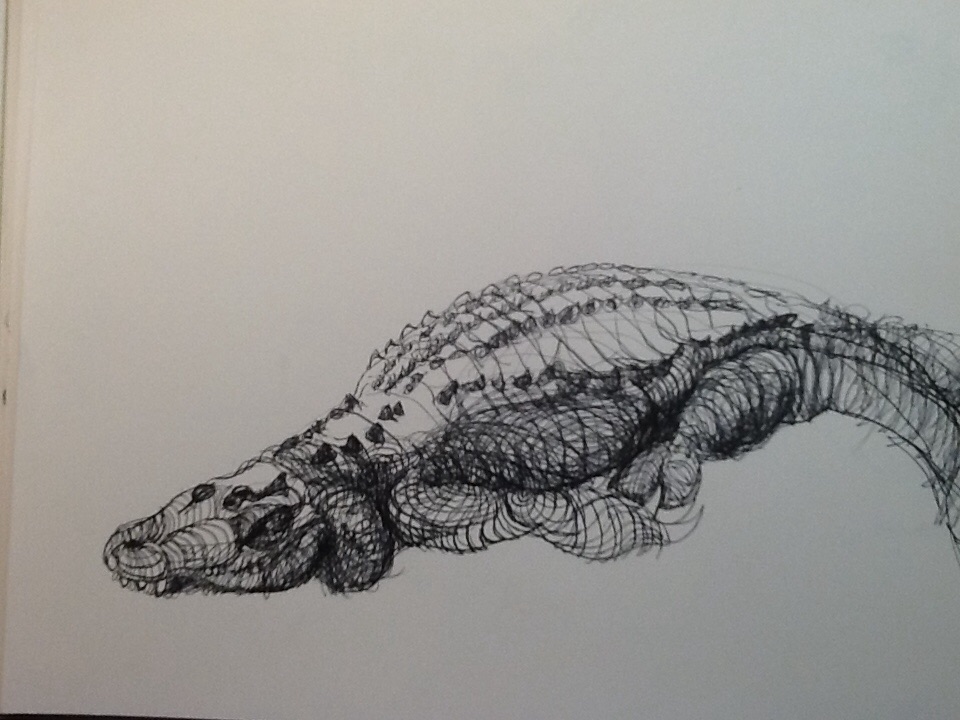 960x720 Alligator Sketch - Alligator Sketch