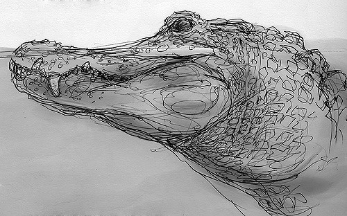 500x312 Alligator Sketch I Met Up - Alligator Sketch