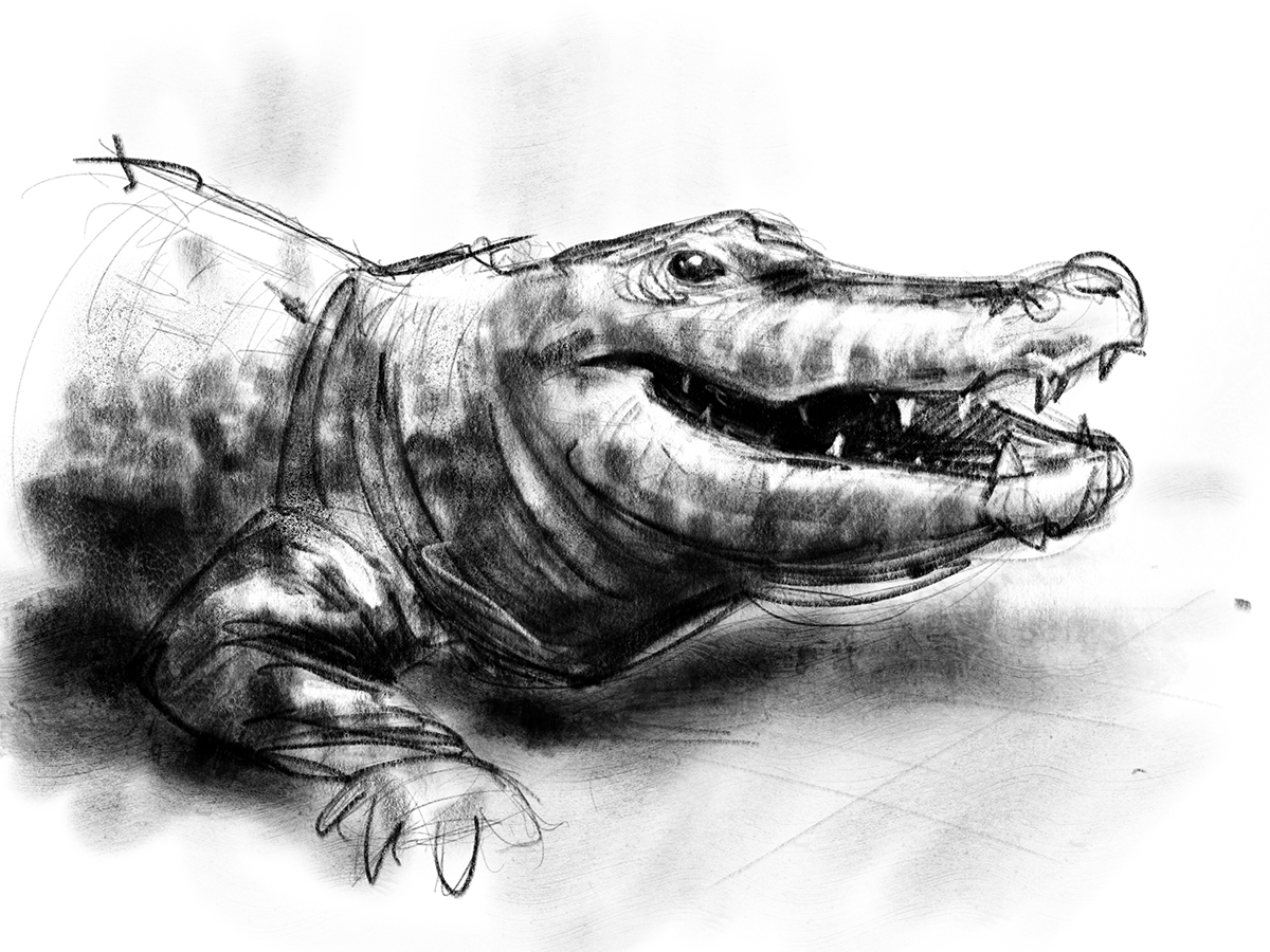 Alligator Sketch at PaintingValley.com | Explore collection of ...