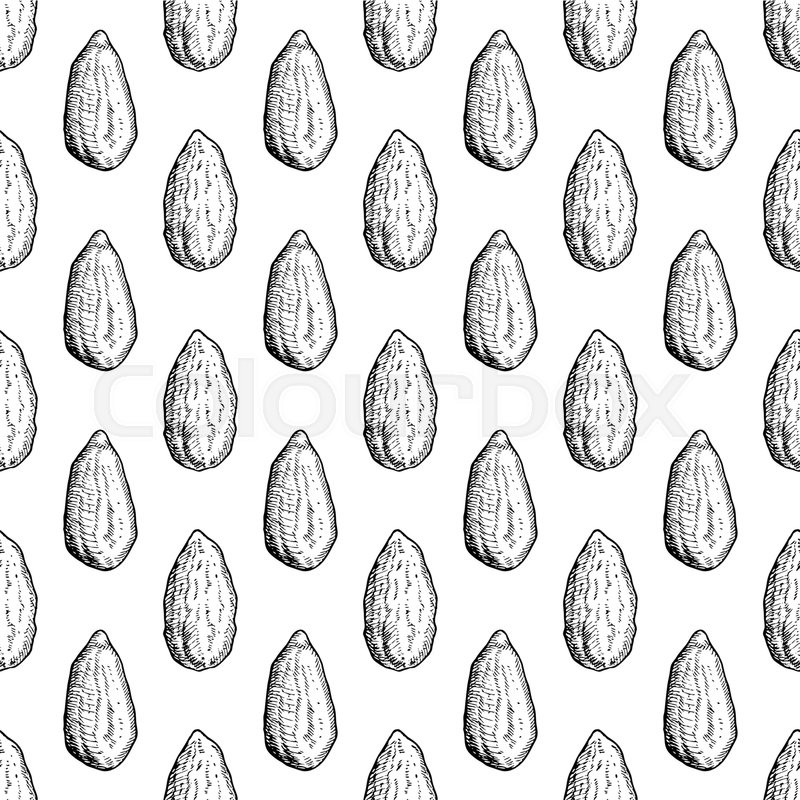 800x800 Almond Nut Vector Seamless Pattern. Hand Drawn Background. Food - Almond Sketch