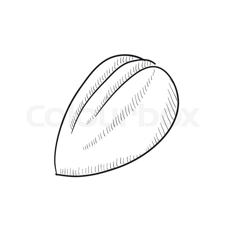 800x800 Almond Vector Sketch Icon Isolated On Background. Hand Drawn - Almond Sketch