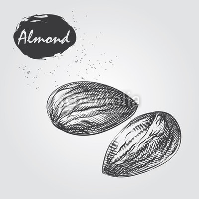 400x400 Hand Drawn Almond Isolated On White Background. Nuts Sketch In - Almond Sketch