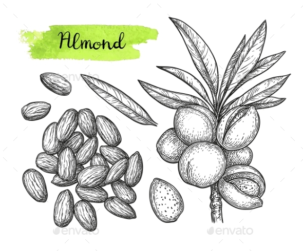 590x490 Ink Sketch Of Almond By Nata Alhontess Graphicriver - Almond Sketch
