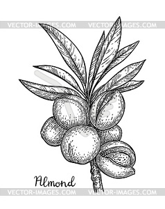 238x300 Ink Sketch Of Almond - Almond Sketch