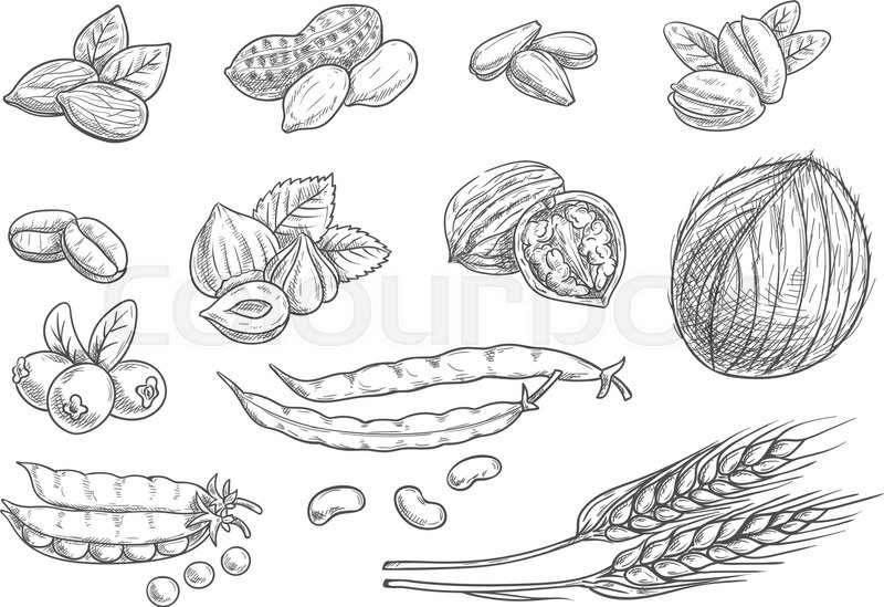 800x549 Nuts, Grain, Berries Black Pencil Sketch On White Background - Almond Sketch