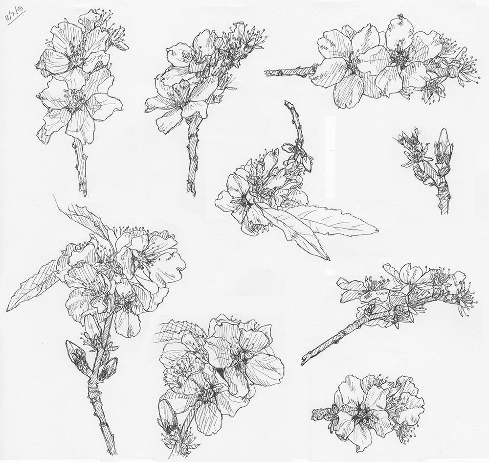 1000x944 Sketch Almond Blossoms By Islandwriter - Almond Sketch