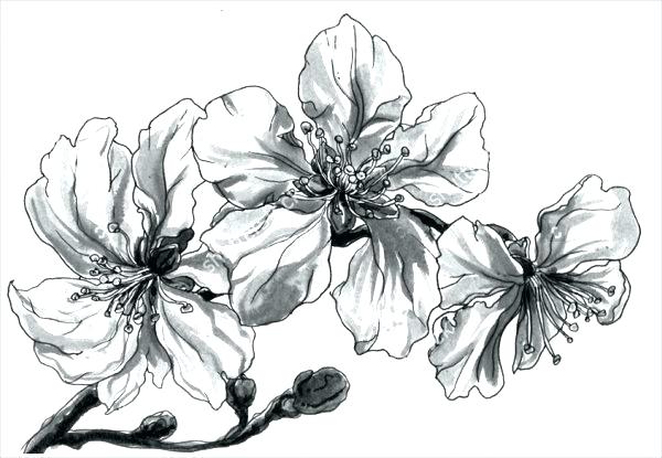 600x415 Tropical Flower Drawing Almond Free Templates Line Drawings - Almond Sketch