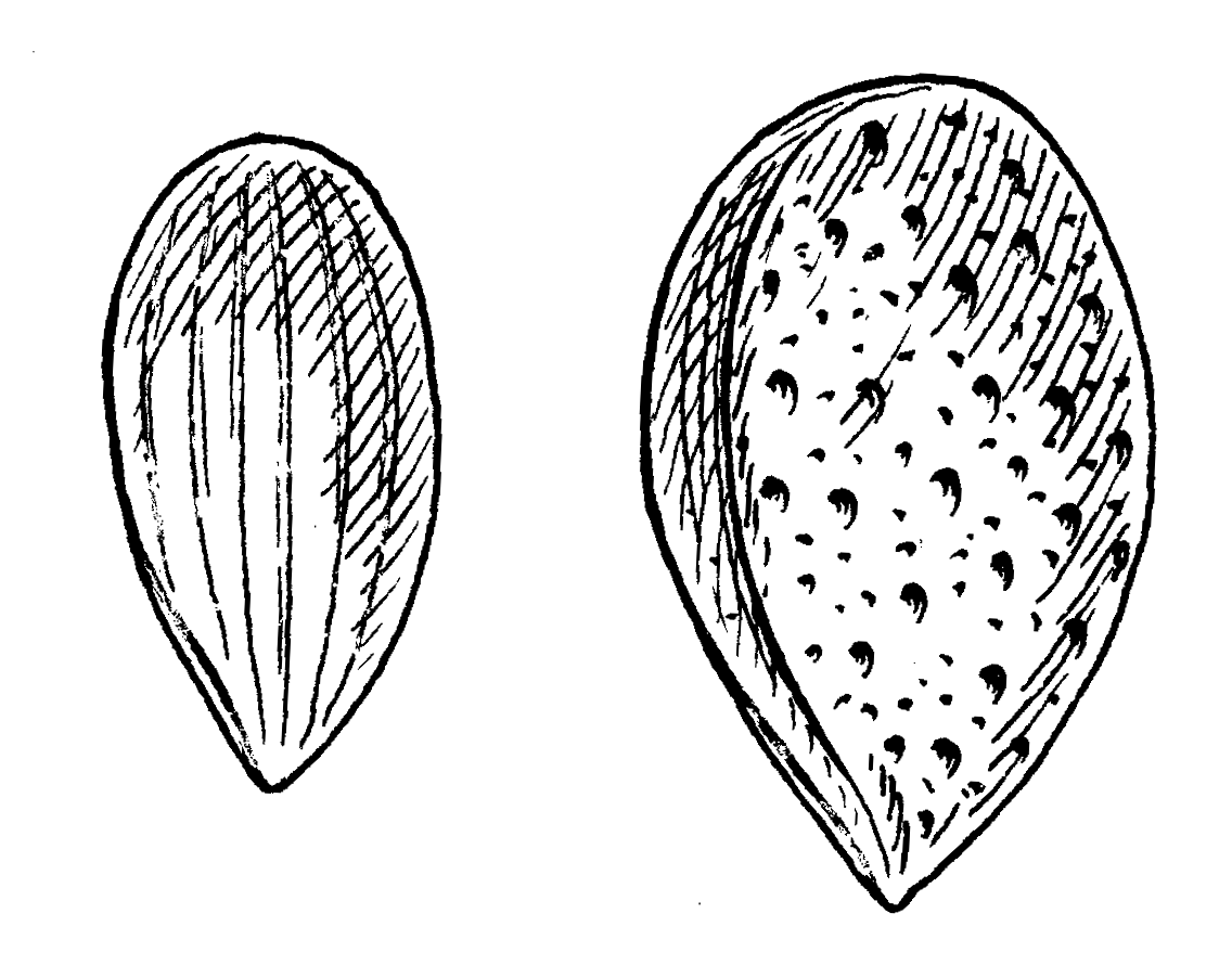 Миндаль графика. Миндаль рисунок. Миндаль чб. Семя миндаля рисунок. Однокостянка плод миндаль.