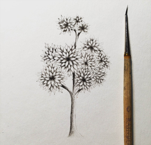 498x477 Almond Tree - Almond Tree Sketch