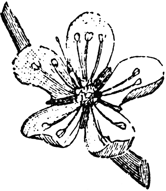 556x640 Almond Drawing Free Download On - Almond Tree Sketch