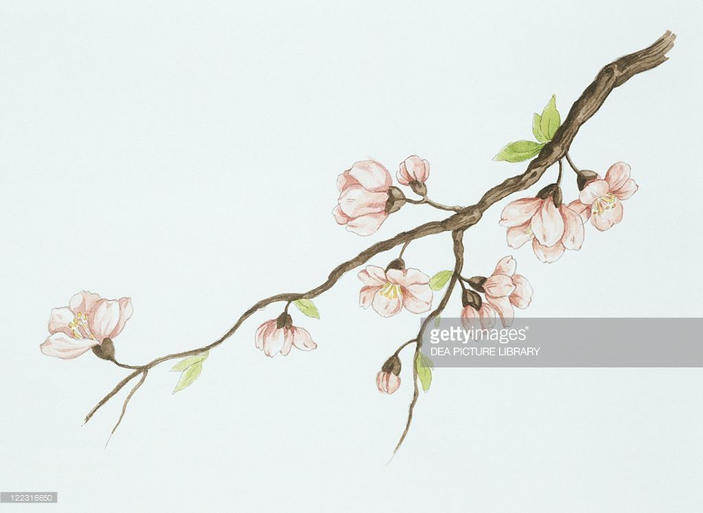 1024x747 Botany - Almond Tree Sketch