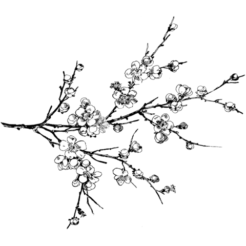 Almond Tree Sketch at PaintingValley.com | Explore collection of Almond ...